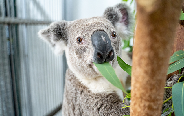 koala eating leaves